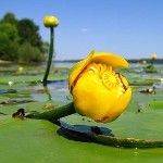 Цветок желтой кубышки на воде